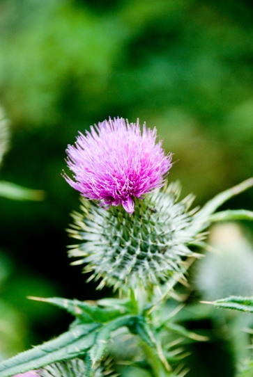 Thistle Test