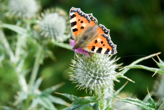 Butterfly & Thistle