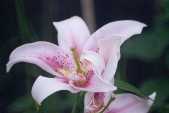 Lily in Garden