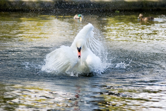Swan in Herbert Park