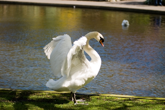 Swan in Herbert Park
