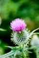 Thistle Test