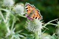 Butterfly & Thistle