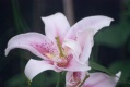 Lily in Garden