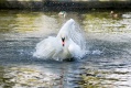 Swan in Herbert Park
