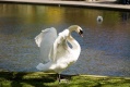 Swan in Herbert Park