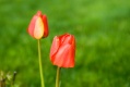 Tulip in Garden