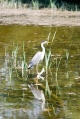 Heron in Donadea Forest Park